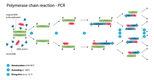 Steps in PCR