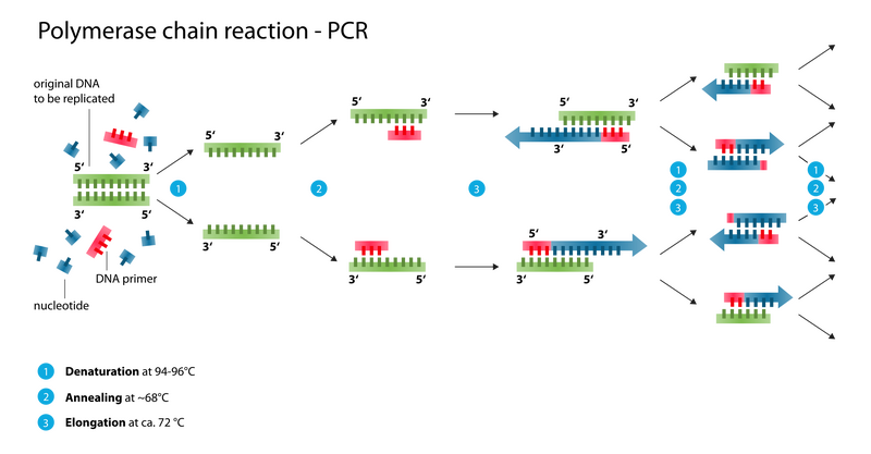 File:BME10 Polymerase chain reaction.png