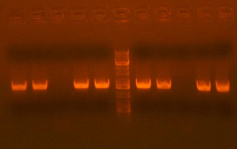 File:ColonyPCR 302 6 26.jpg