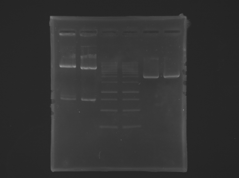 File:IGEM Paris RG 04 08 2012.BMP