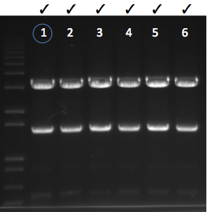 File:KAH 022211 gel1.tif