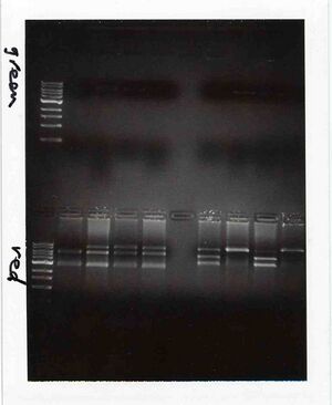 Gel for Green and Red Groups, TR