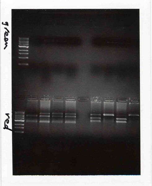 File:TR GreenRed M1D4.jpg