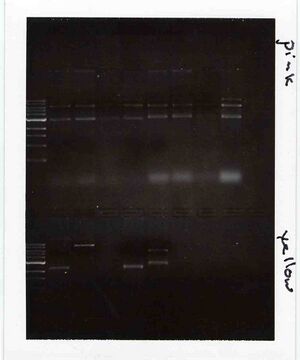 Gel for Pink and Yellow Groups, TR