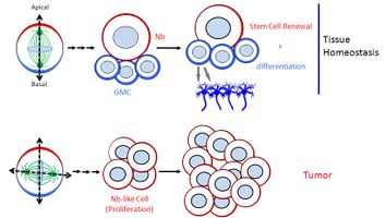 Fig.2: The mitotic spindle is required to segregate cell fate determinants.(click to enlarge)