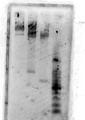 Thumbnail for version as of 11:01, 23 October 2011
