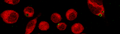 Thumbnail for version as of 03:29, 23 September 2006