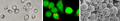 Thumbnail for version as of 19:39, 14 January 2007