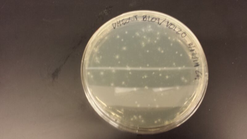 File:20140603 103658.jpg