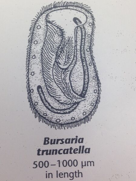 File:Bursaria truncatella isabelle 2.jpg
