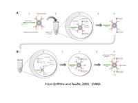 Griffiths 2003 Schema