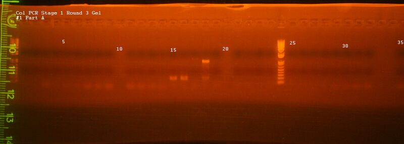 File:Col PCR Gel -1 Part A.jpg