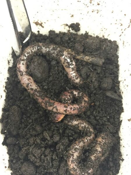 File:Earthworms.jpg