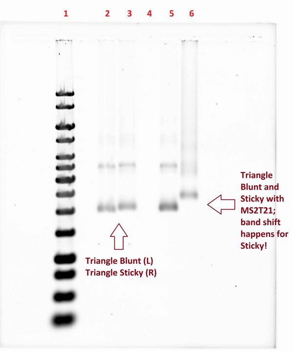 Figure 13-DO Triangle Gel. Successful band shift for Triangle Sticky with MS2T21