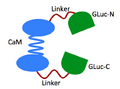Thumbnail for version as of 20:13, 19 June 2013