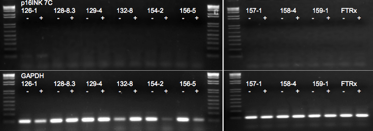 File:KAH 082610 PCR1.tif
