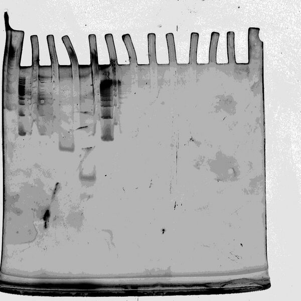 File:Minbox 2--SYBR Gold-.jpg