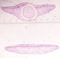 Figure 1: Planaria move by gliding across a surface.