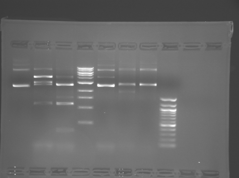 File:S09 M1D5 WF Red2.BMP