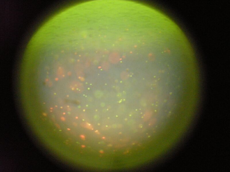 File:TR Green 0uM 1 2.jpg