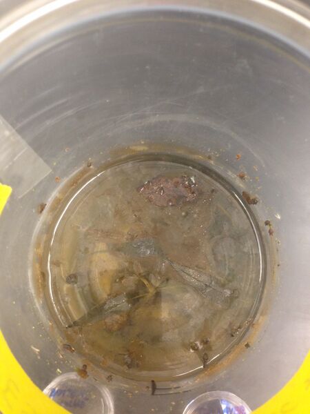 File:Top of culture.jpg