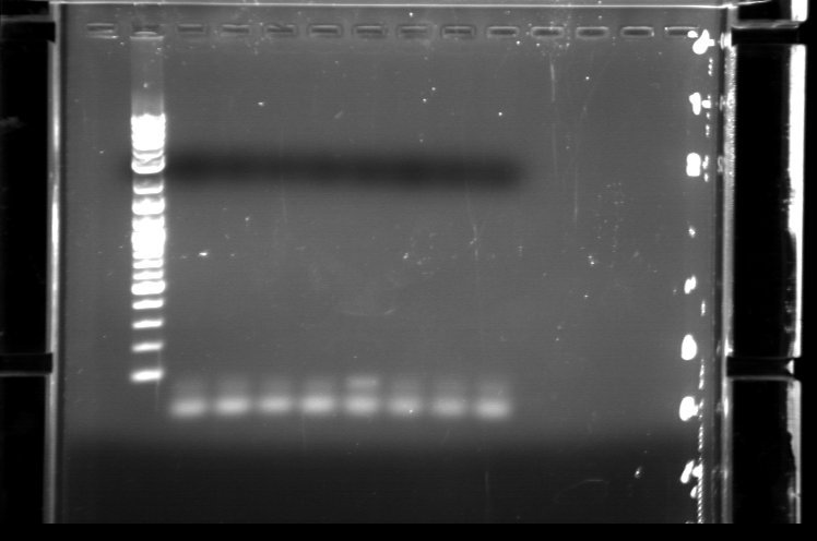 File:2007-01-15 4pmol primer.tif