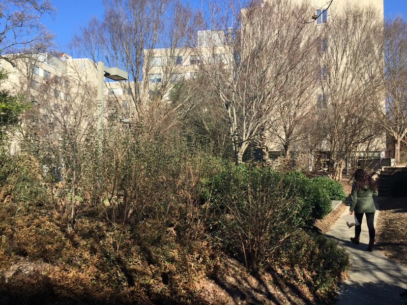 File:BriannaBelo Transect3Picture2.jpg