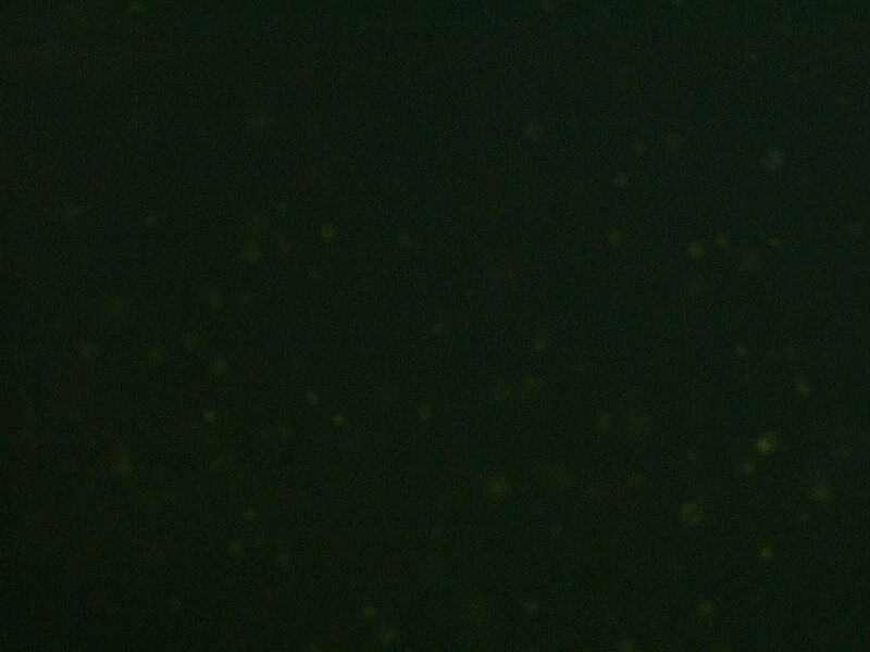 File:Experimental FITC.jpg