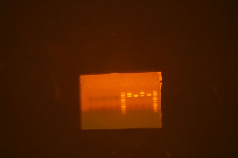 File:Leucine zipper parts and Cellulase parts.jpg
