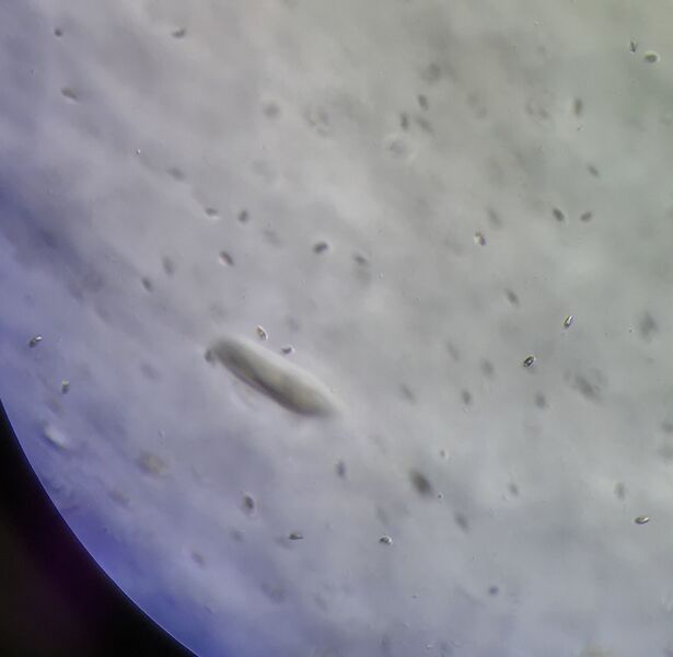 File:Peranema top.JPG