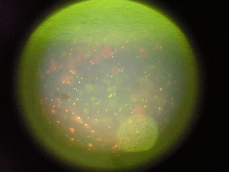 File:TR Green 0uM 1 1.JPG