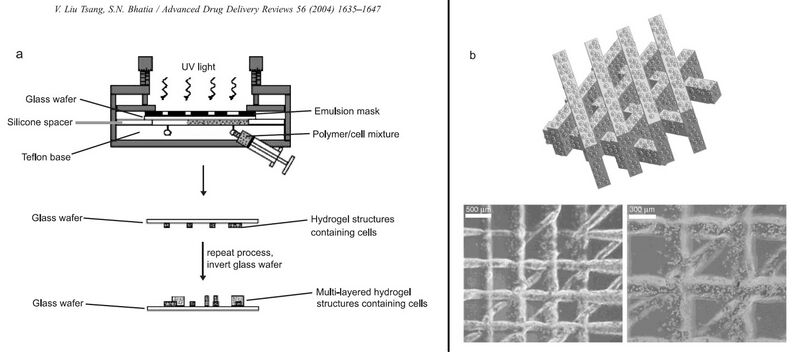 File:Tewiki fig10.jpg