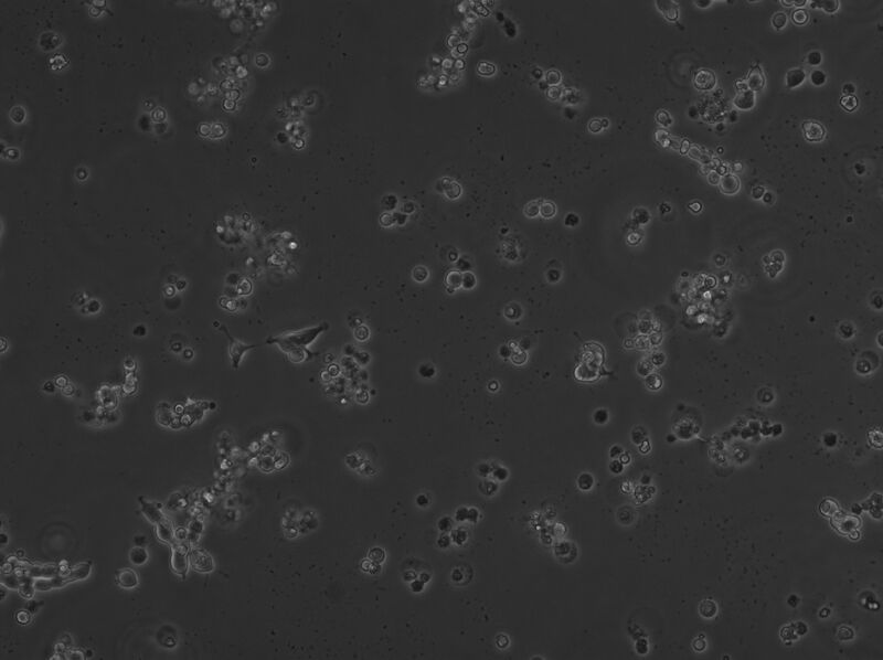 File:2A DNA phase 2.jpg
