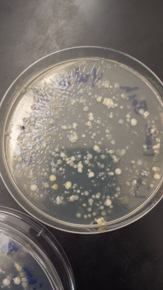 File:Agar Plate lab 3 (3).jpg