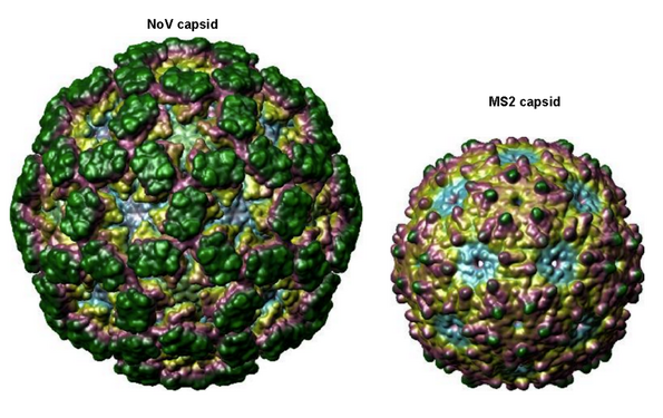 Figure 4. Norovirus VLP (left) compared to the MS2 VLP (right). The NoV capsid strains we have used include GI.7, GII.2 (Snow mountain), GII.4 (Grimsby & Houston) and GII.7; displaying a wide variety of clinically-relevant strains.5 The VLP we are using of NoV is based of the GII.4 strain.