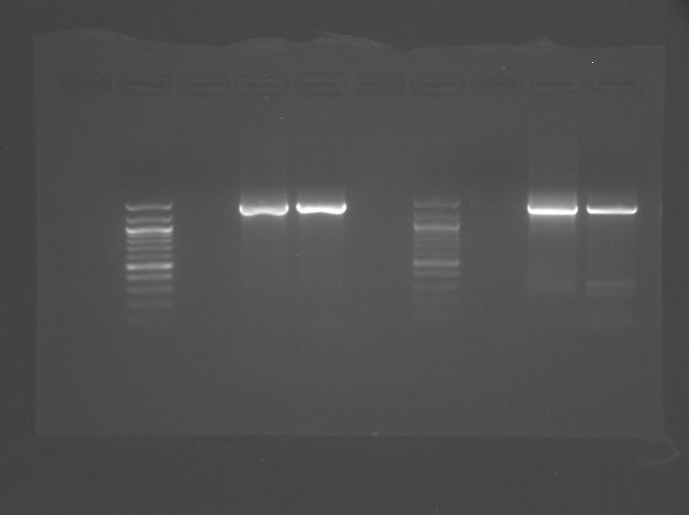 File:Orange red WF.tif