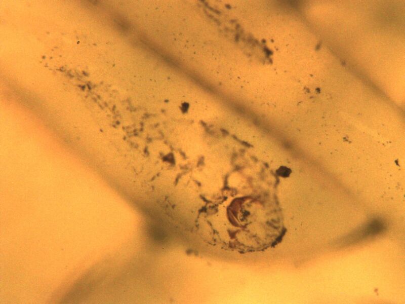 File:PD6- 8.59 10x.jpg