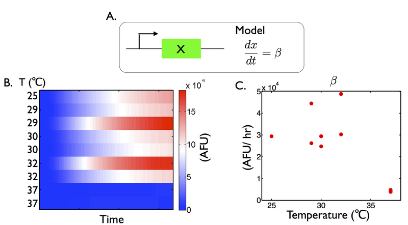 File:TXTL-constitutive promoter Figure8.png