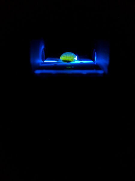 File:AvcConcentrated 2.jpg