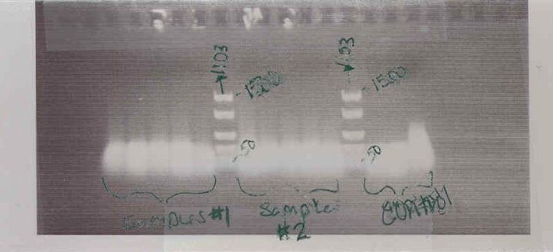 File:PCR3.TIF