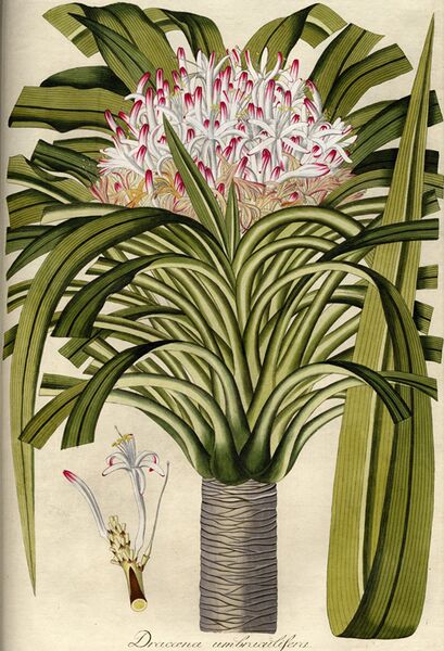 File:Dracaena.illustration.jpeg
