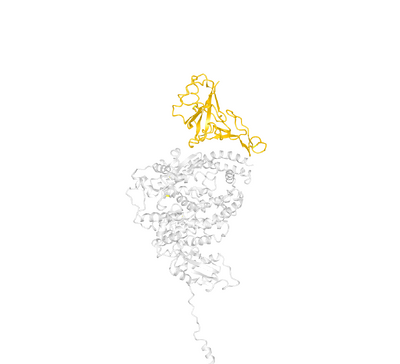 This image is a recreation of image 4A in Yan et. al. (2020) made using iCn3D.