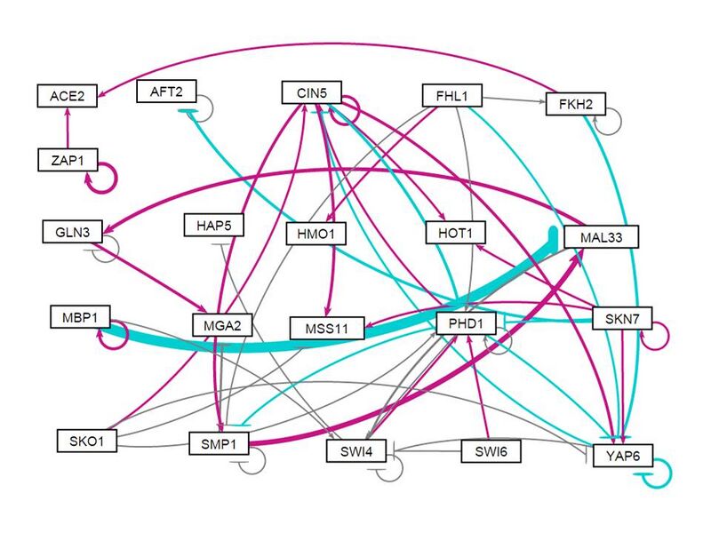 File:GRNSight wt dHMO1 NW.jpg