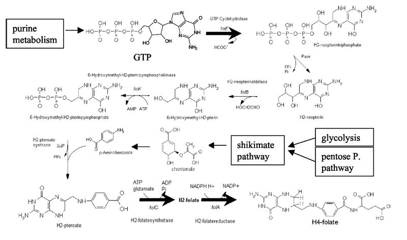 File:Llactis folate synthesis.jpg