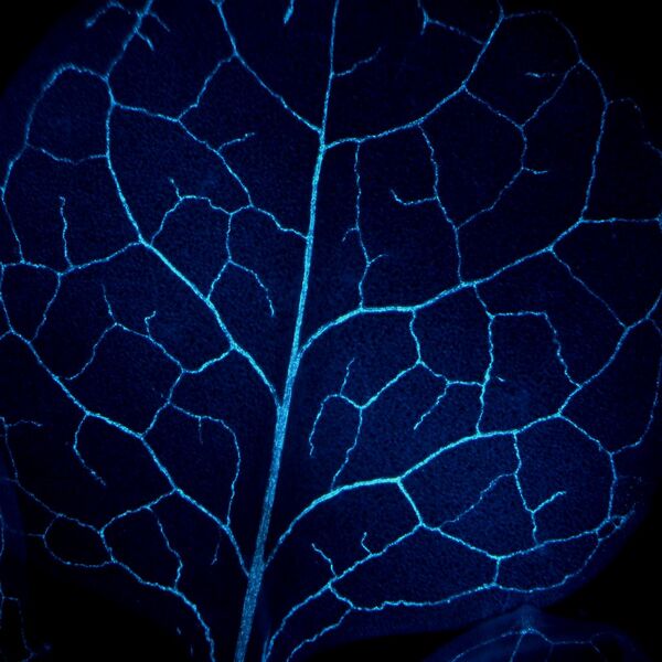 File:Vte2 mutant callose.jpg