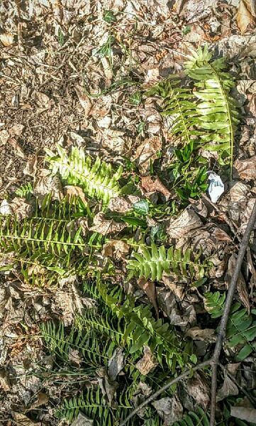 File:BME103 Group36 AUBIO210.jpg