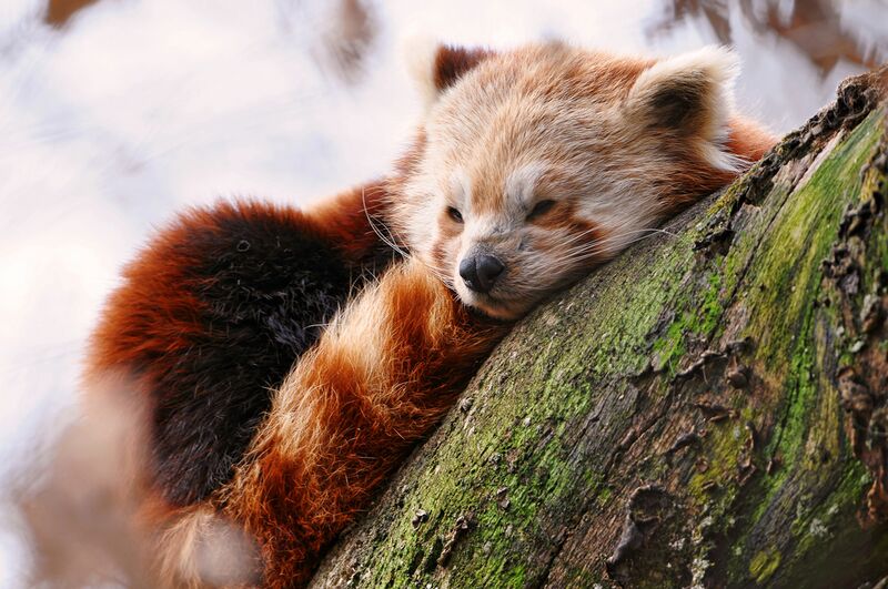 File:Redpandad.jpg