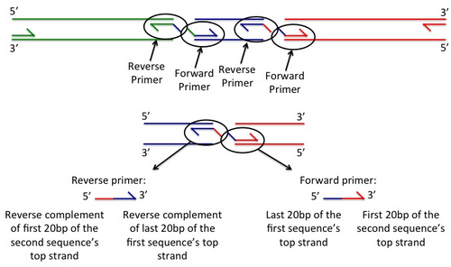 Gibson Assembly primers