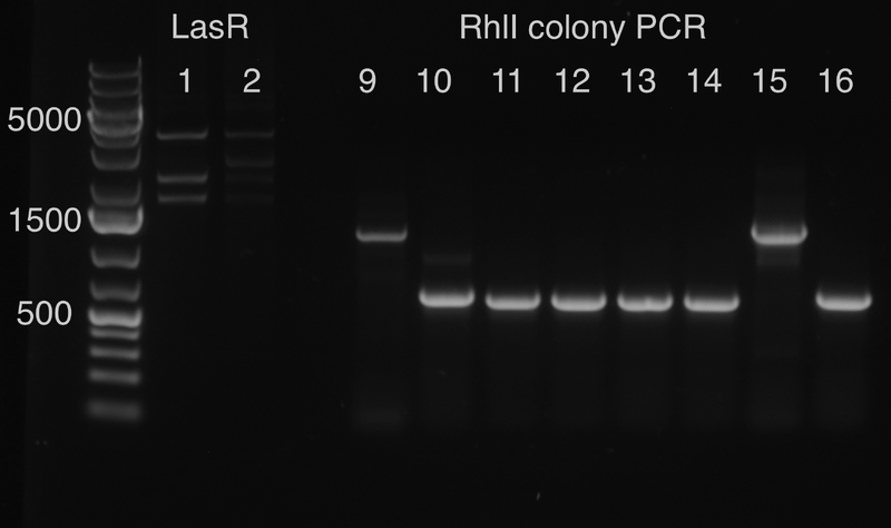 File:15.08.12 rhli and lasr gel verification.TIF.TIF