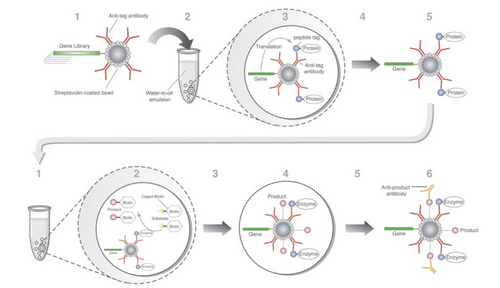 Griffiths 2003 Schema